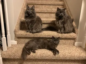 A Graceful Nebelung Cat Relaxing On A Cozy Carpet Wallpaper