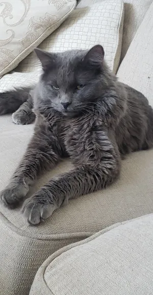 A Graceful Nebelung Cat Resting On A Windowsill Wallpaper