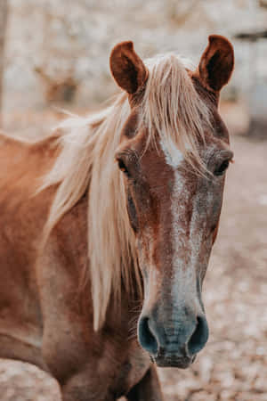 A Graceful, Powerful And Majestic Powerful Horse In The Lush Green Pasture Looking Tranquility. Wallpaper