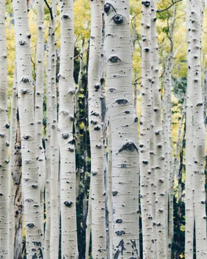 A Graceful Stand Of Birch Trees In A Forest Wallpaper