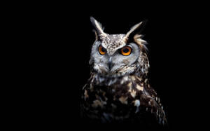 A Great Horned Owl Perched In The Shadows Wallpaper