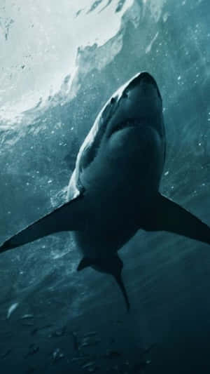 A Great White Shark Swimming In The Ocean Wallpaper