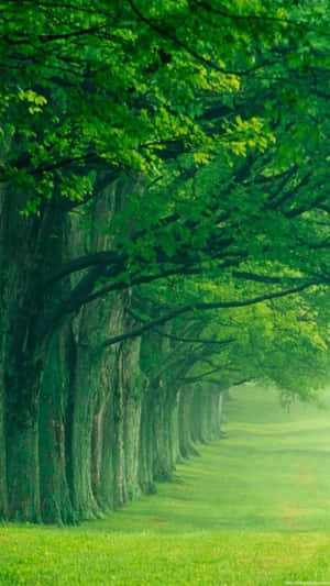 A Green Field With Trees In The Background Wallpaper