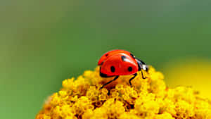 A Green Ladybug Displayed On An Iphone Screen Wallpaper