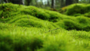 A Green Moss Covered Forest With Trees Wallpaper