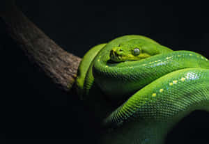 A Green Snake Is Sitting On A Branch Wallpaper