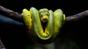 A Green Snake Is Sitting On A Branch Wallpaper