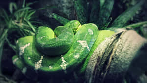 A Green Snake Is Sitting On A Branch Wallpaper