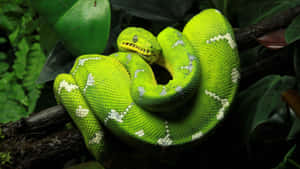 A Green Snake Is Sitting On A Branch In The Jungle Wallpaper