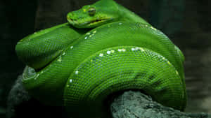 A Green Snake Is Sitting On A Branch Wallpaper