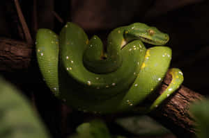 A Green Snake Is Sitting On A Branch Wallpaper