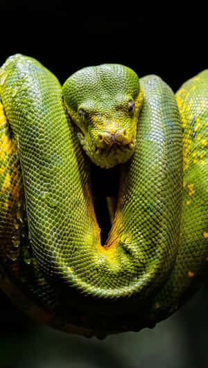 A Green Snake Is Sitting On A Branch Wallpaper