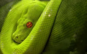 A Green Snake With Red Eyes Is Curled Up Wallpaper