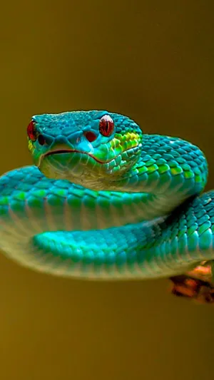 A Green Snake With Red Eyes Is Sitting On A Branch Wallpaper