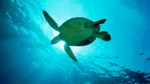 A Green Turtle Swimming Under The Sun Wallpaper