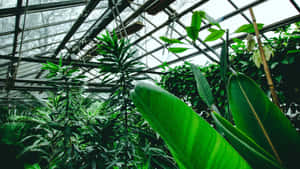 A Greenhouse With Many Plants Inside Wallpaper