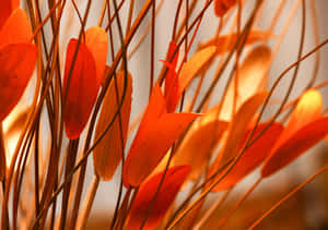 A Group Of Beautiful And Vibrant Autumn Leaves Wallpaper