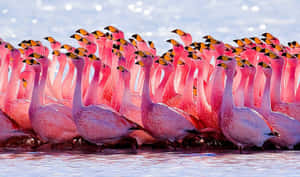 A Group Of Beautiful Pink Flamingos Basking Under The Sun In Nature Wallpaper