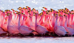 A Group Of Beautiful Pink Flamingos Basking Under The Sun In Nature Wallpaper