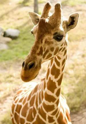 A Group Of Diverse Wildlife Gathered Around A Nature Reserve, Symbolizing Wildlife Conservation Wallpaper