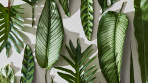 A Group Of Green Leaves On A White Background Wallpaper