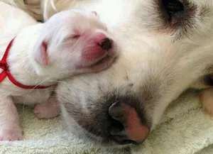 A Group Of Happy Dogs Playing At Daycare Wallpaper