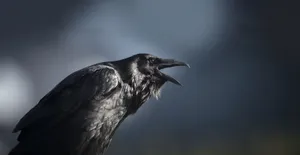 A Group Of Magpies And Crows Perched On A Tree Branch Wallpaper