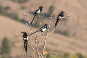 A Group Of Magpies And Crows Perched On A Tree Branch Wallpaper