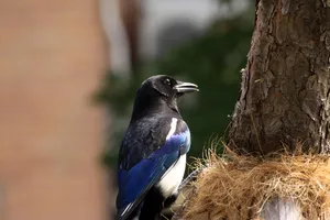 A Group Of Magpies And Crows Perched On Tree Branches Wallpaper