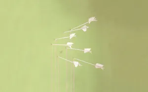 A Group Of Paper Birds On A Green Wall Wallpaper