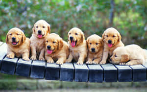 A Group Of Puppies On A Wooden Bench Wallpaper