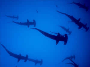 A Group Of Sharks Swimming In The Water Wallpaper