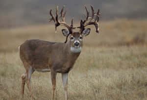 A Handsome White-tailed Buck Stands Poised In A Grassy Meadow Wallpaper