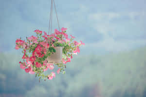 A Hanging Basket With Flowers Wallpaper