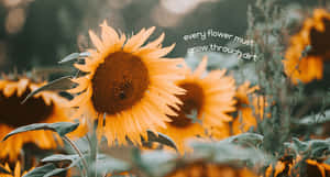 A Happy Sunflower With The Quote 