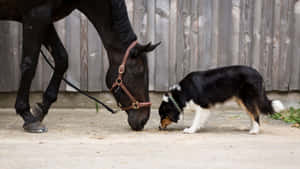 A Harmonious Moment Between Horse And Dog Wallpaper