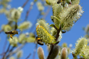 A Honey Bee Collects Nectar From Vibrant Spring Flowers Wallpaper