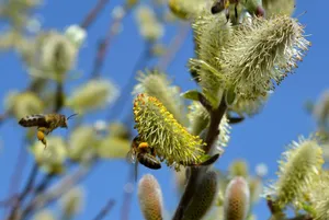 A Honey Bee Collects Nectar From Vibrant Spring Flowers Wallpaper