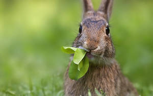 A Hungry Bunny Munching On Greens Wallpaper