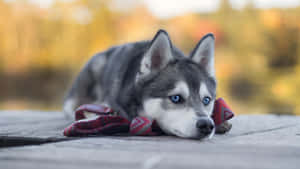 A Husky Dog Laying On A Dock With A Red Tie Wallpaper