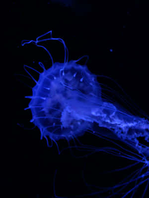 A Jellyfish Swimming In The Dark Wallpaper