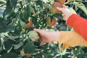 A Joyful Day Of Apple Picking In The Orchard Wallpaper