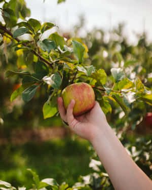 A Joyful Family Apple Picking In An Orchard During Autumn Wallpaper