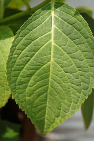 A Kalediscope Of Greenery Wallpaper