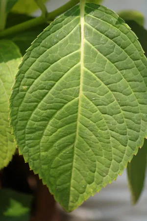 A Kalediscope Of Greenery Wallpaper