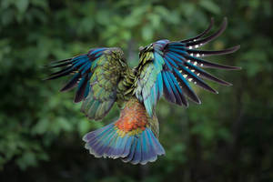 A Kea Parrot Perched In The Wilderness Of New Zealand Wallpaper