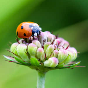 A Ladybug On A Flower Wallpaper