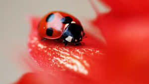 A Ladybug Strolls Across The Iphone Screen. Wallpaper