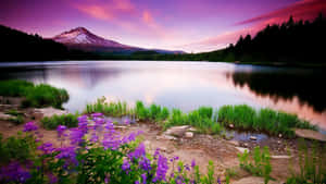 A Lake With Purple Flowers And A Mountain In The Background Wallpaper