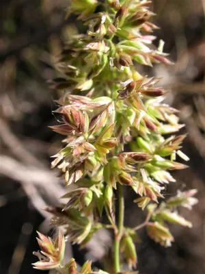 A Landscape Of Green Rolling Hills And Lush Blue Grass Wallpaper